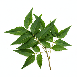 Neam Leaf